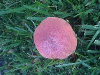 Image of Boletus rubricitrinus