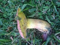 Boletus rubricitrinus image