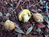 Boletus rubricitrinus image