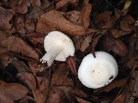 Lactifluus glaucescens image