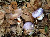 Cortinarius iodes image