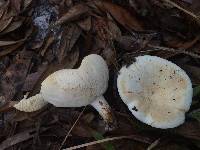 Lactifluus glaucescens image