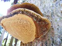 Ganoderma zonatum image