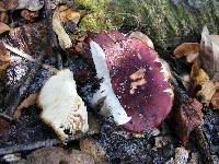 Russula silvicola image