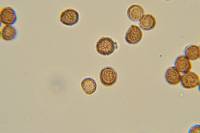 Strobilomyces confusus image