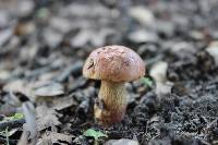 Boletus floridanus image