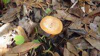 Lactarius yazooensis image