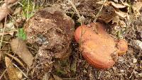 Ganoderma lucidum image