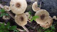 Lentinus crinitus image