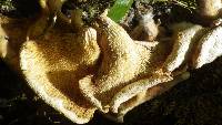 Favolus tenuiculus image