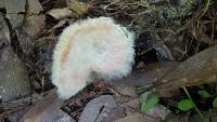 Hypomyces ochraceus image