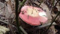 Russula silvicola image