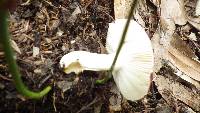 Russula silvicola image