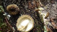 Lentinus crinitus image