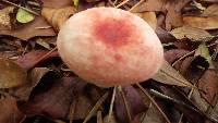 Russula silvicola image