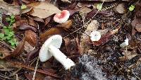 Russula silvicola image