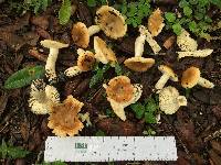 Russula pectinatoides image