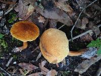 Gyroporus castaneus image