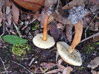 Gyroporus castaneus image