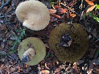 Boletus pallidus image