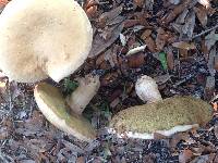 Boletus pallidus image