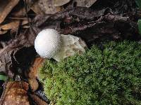 Austroboletus subflavidus image