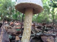 Austroboletus subflavidus image