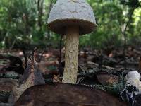 Austroboletus subflavidus image