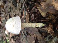 Austroboletus subflavidus image