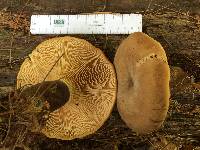 Tapinella atrotomentosa image