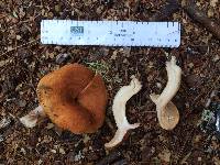 Lactarius peckii image