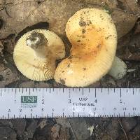 Russula flavida image