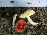 Russula uncialis image