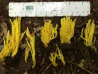Clavulinopsis fusiformis image