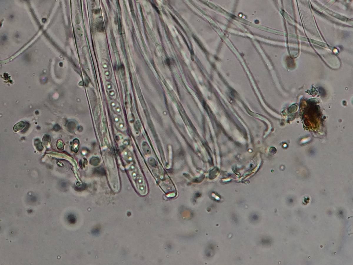 Otidea rainierensis image