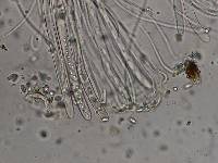 Otidea rainierensis image