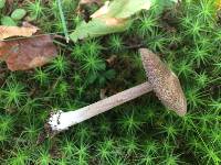 Entoloma violaceum image