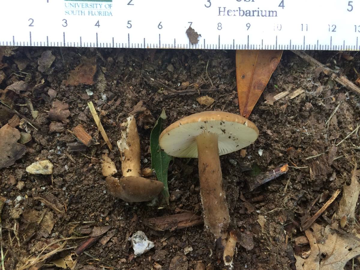 Lactarius fuliginellus image