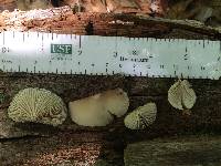 Crepidotus applanatus image