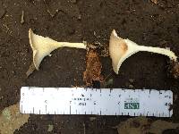 Clitocybe fragrans image