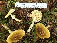 Amanita flavorubescens image