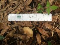 Entoloma strictius image