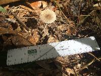 Amanita farinosa image