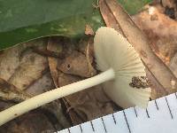 Amanita farinosa image