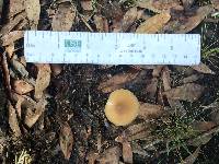 Entoloma strictius image