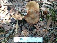 Entoloma strictius image