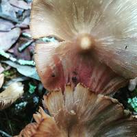 Entoloma strictius image