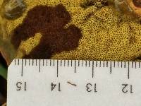 Boletus rubricitrinus image