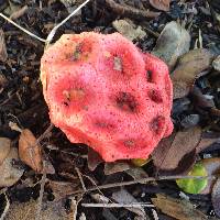 Clathrus crispus image