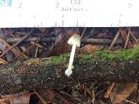 Mycena subcana image